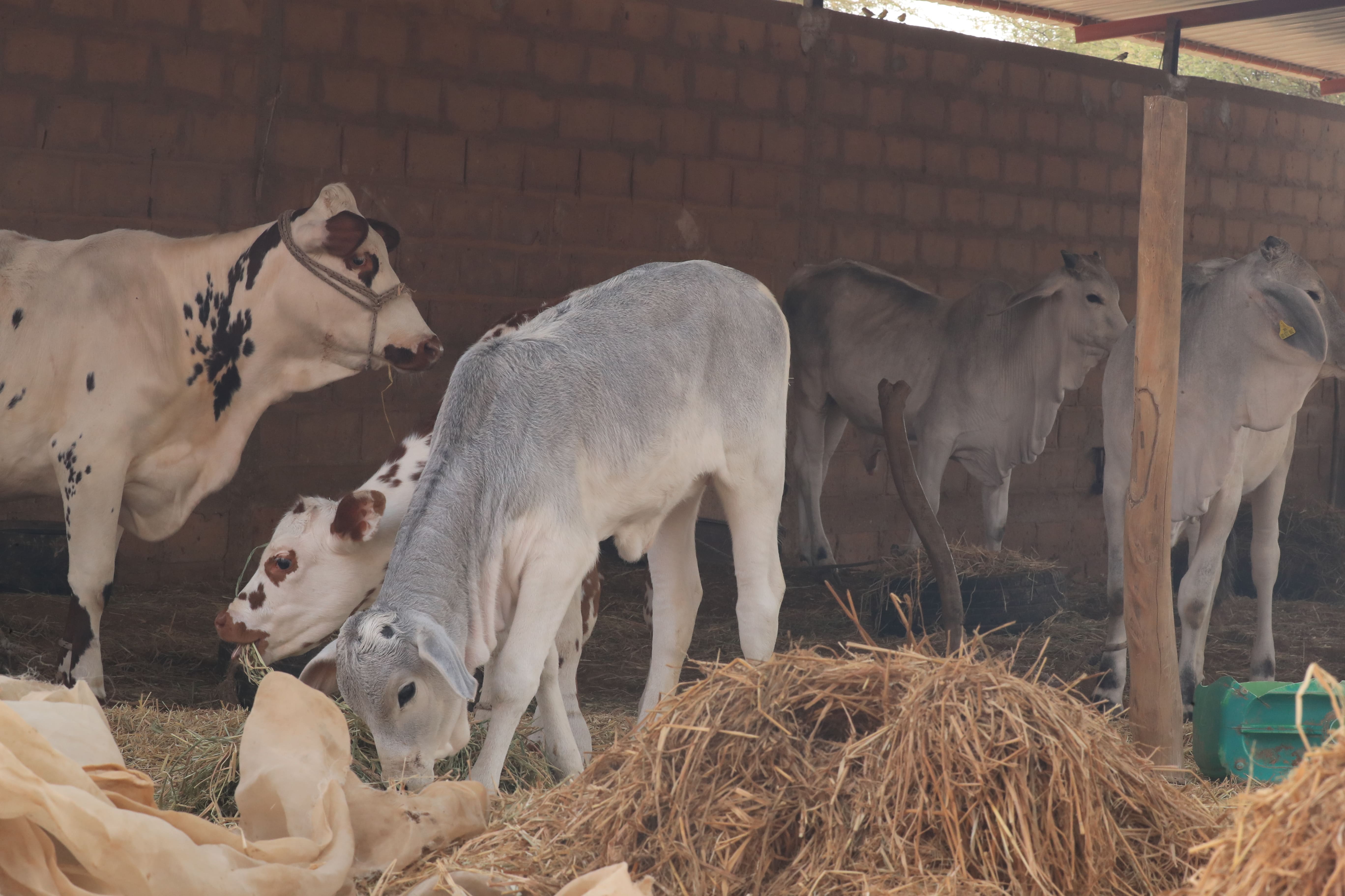 Veaux à la ferme d'application LBS – unité bovine laitière, Lampsar, Saint-Louis